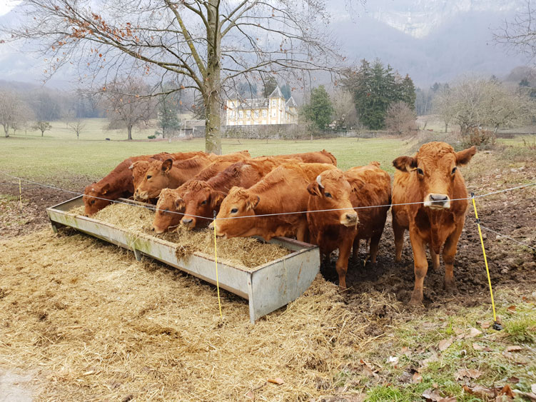 Vaches en alpage